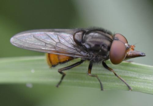Réf. 184 635 : Rhingia campestris